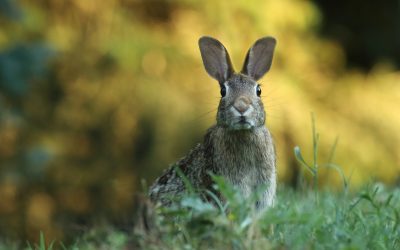 A tale from my grandfather- Of Hares, Bows and Struggle